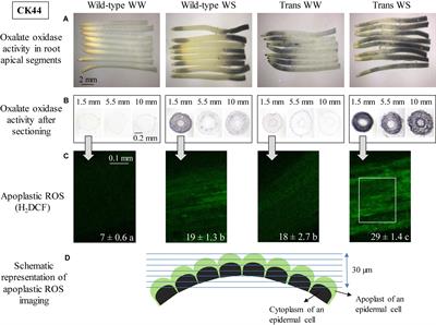 Apoplastic Hydrogen Peroxide in the Growth Zone of the Maize Primary Root. Increased Levels Differentially Modulate Root Elongation Under Well-Watered and Water-Stressed Conditions